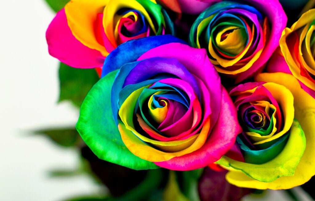 Rainbow colored roses