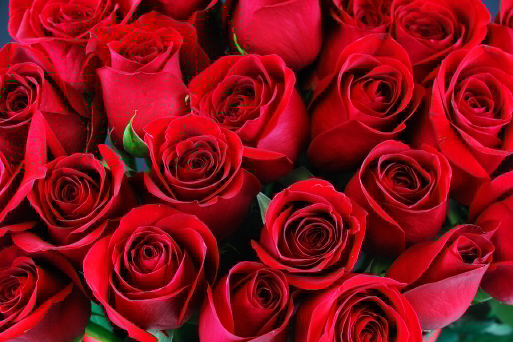 Rose Color Meanings - Fiftyflowers