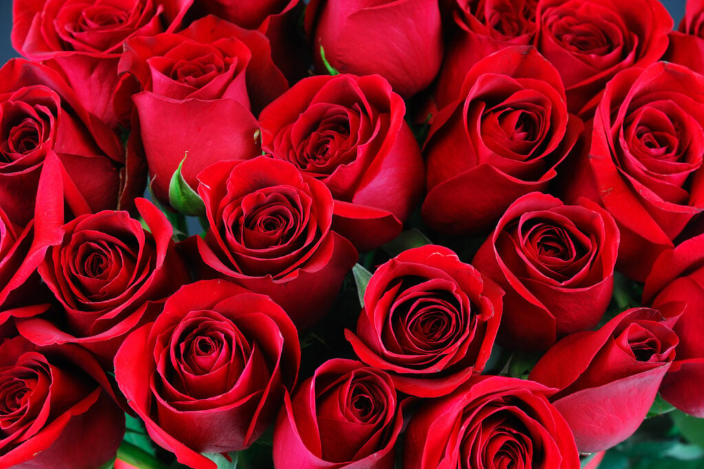 Red roses closeup