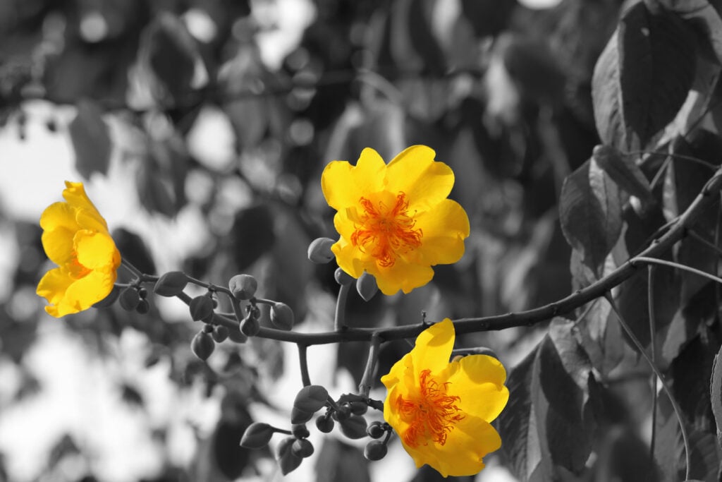 Yellow flowers on black and white background