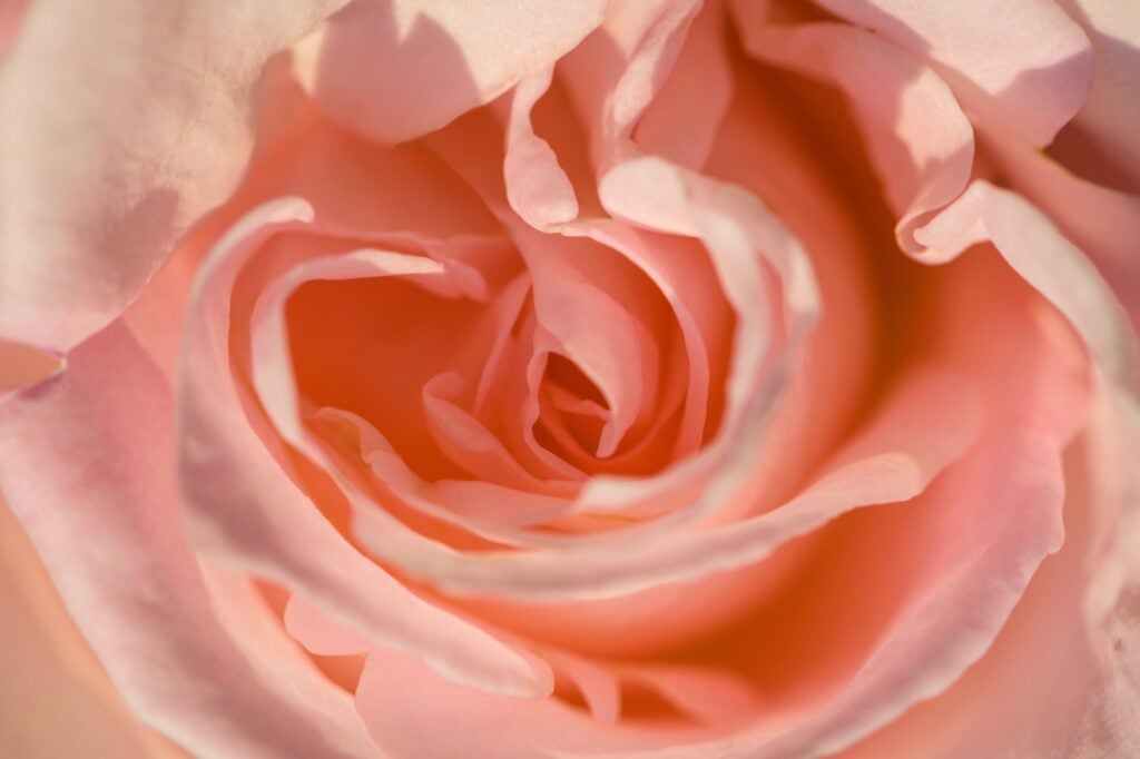 Coral rose close-up