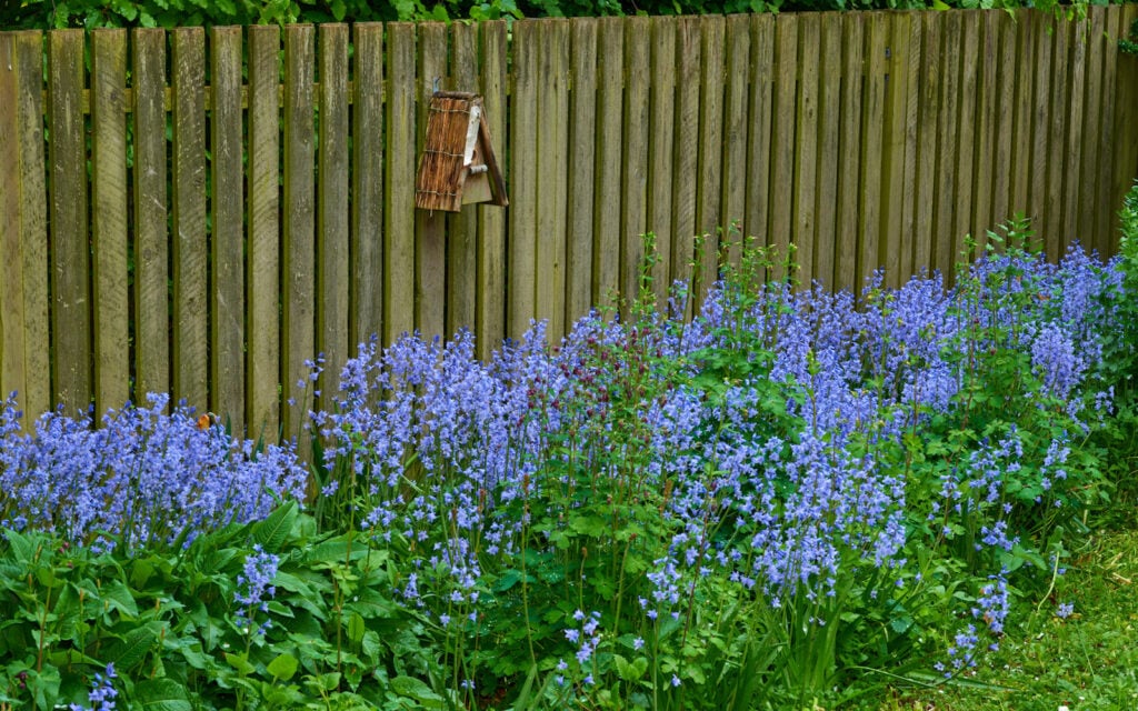Blue flowers by fence