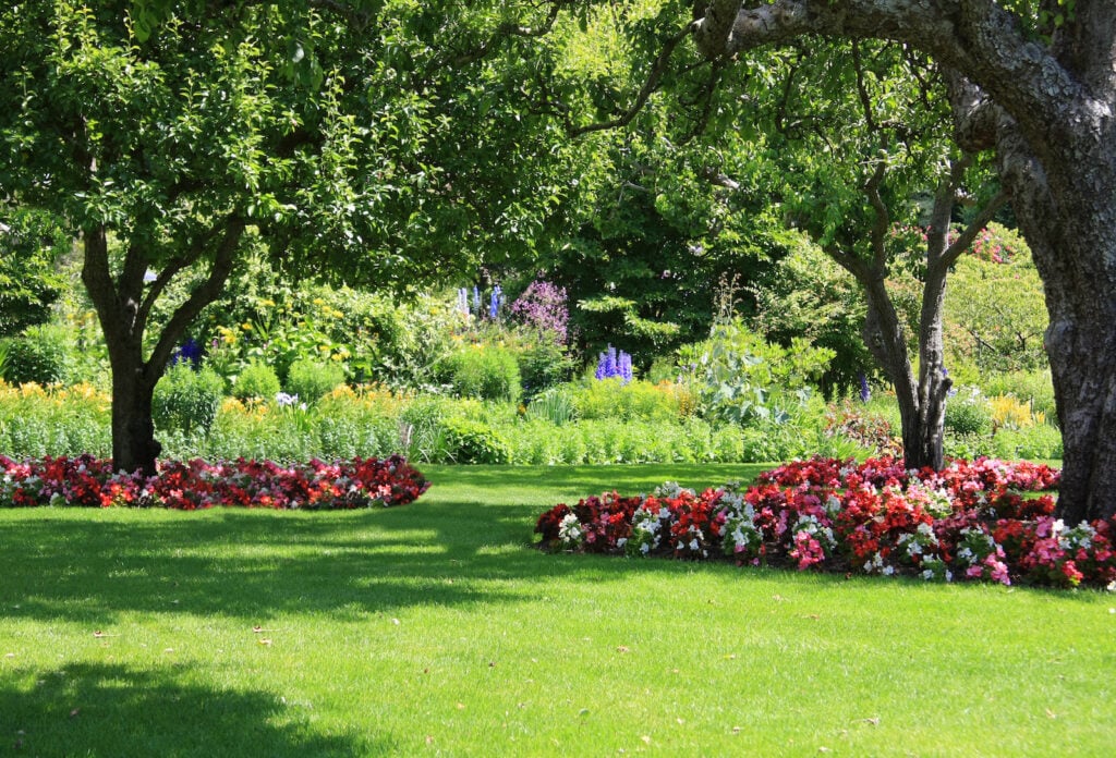 Red, white, and pink flowers in the shade
