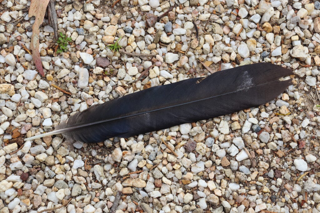 Single black feather on gravel.