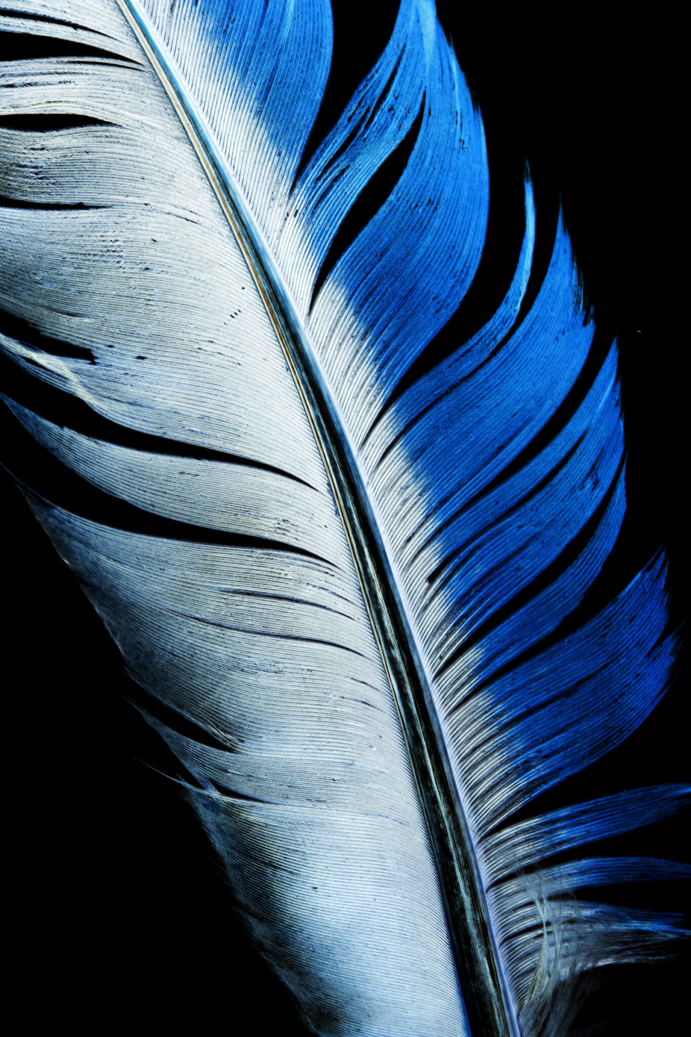 Brooklyn Blue Feather: The Ultimate Parent'S Guide & School Review - 69wmvdo