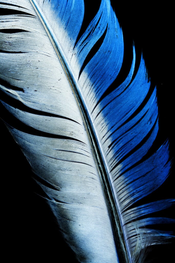 Blue Feather Meaning and Symbolism - Color Meanings