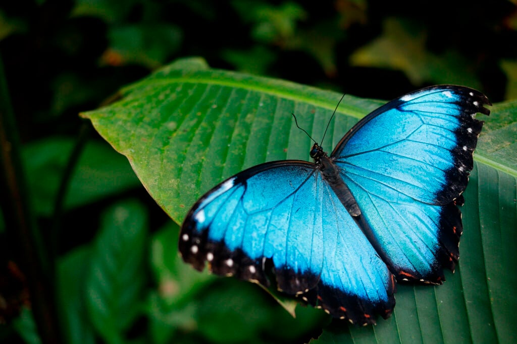 Blue butterfly on green leaf