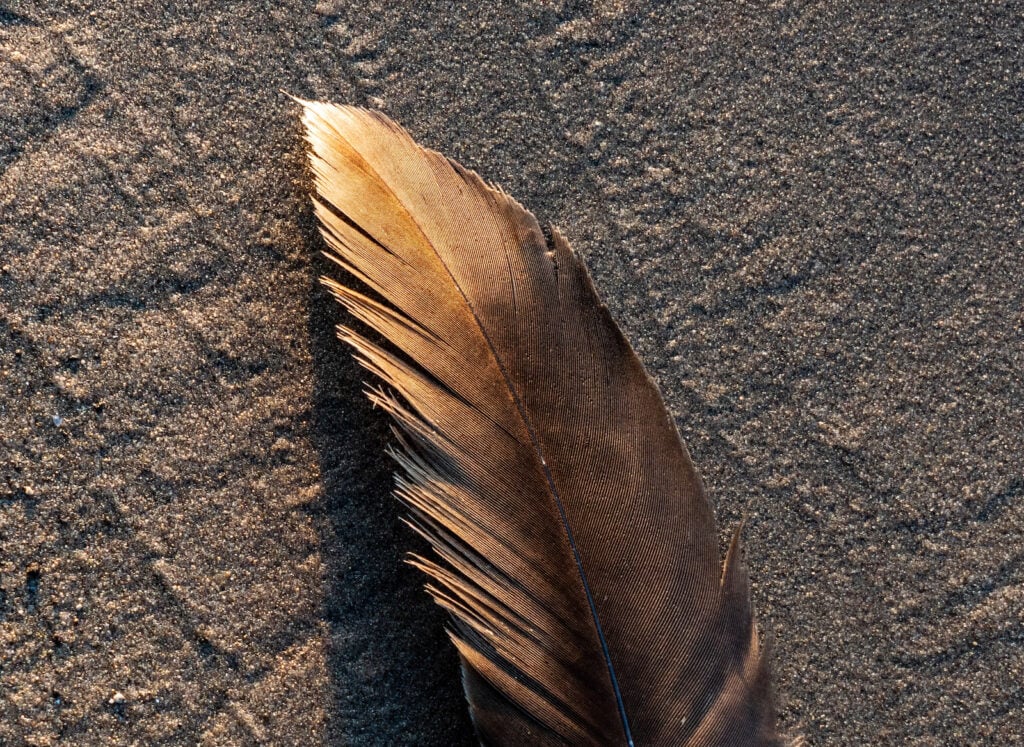 Brown Feather Meaning And Spiritual Symbolism