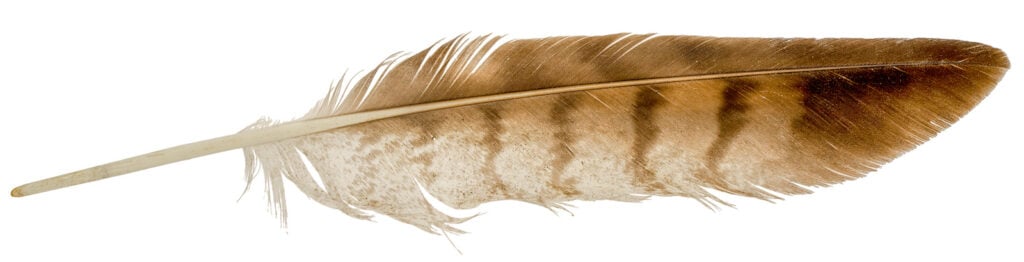 Brown Feather Meaning and Symbolism - Color Meanings