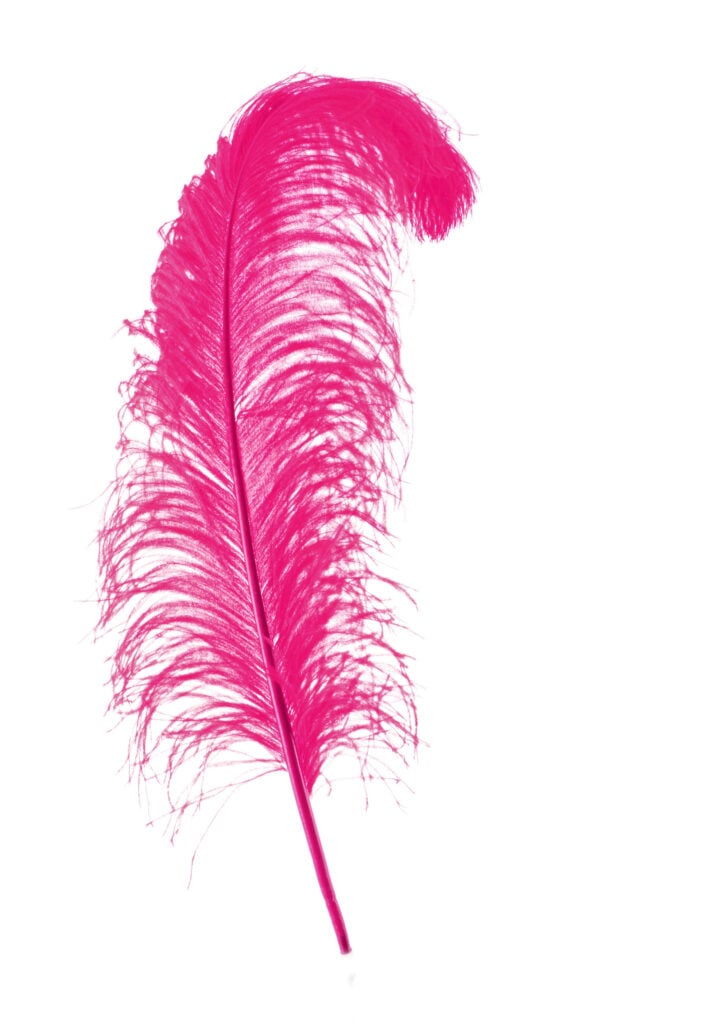 Big pink feather on white background