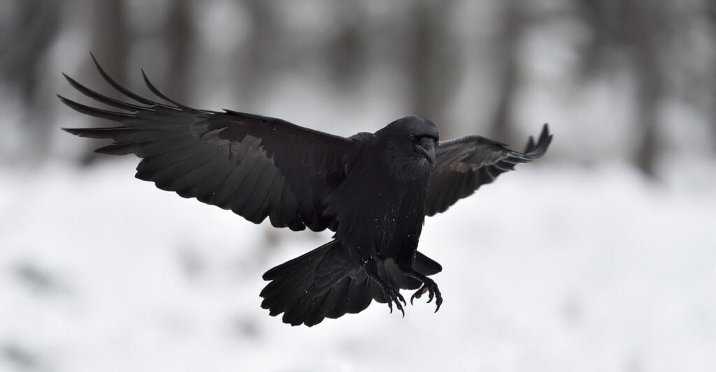 Black raven in flight.