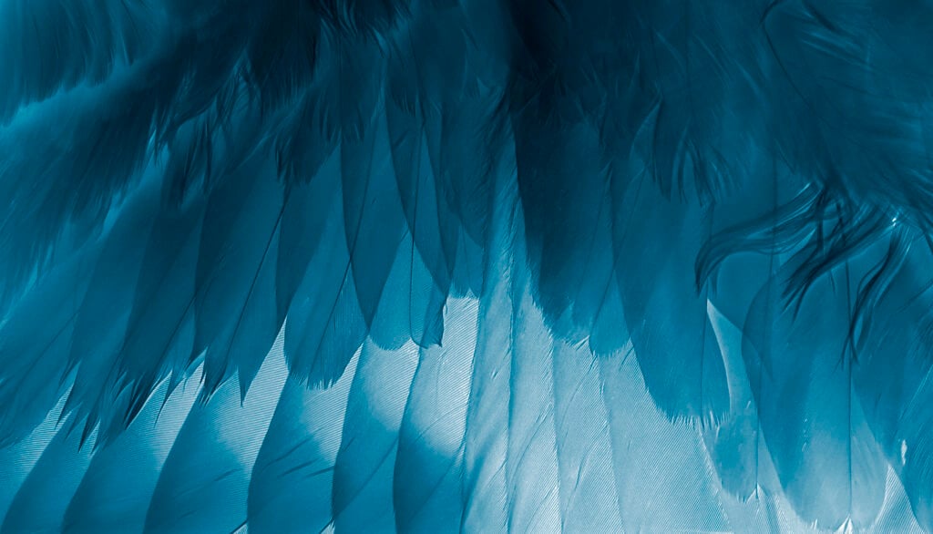 Close up of blue bird's wing.
