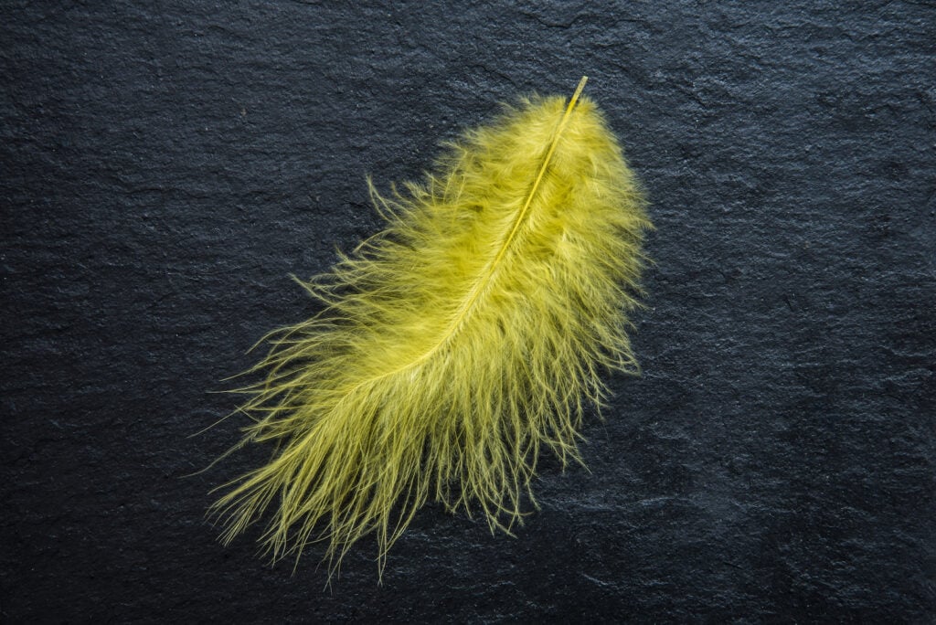 Yellow Feather Meaning and Symbolism - Color Meanings