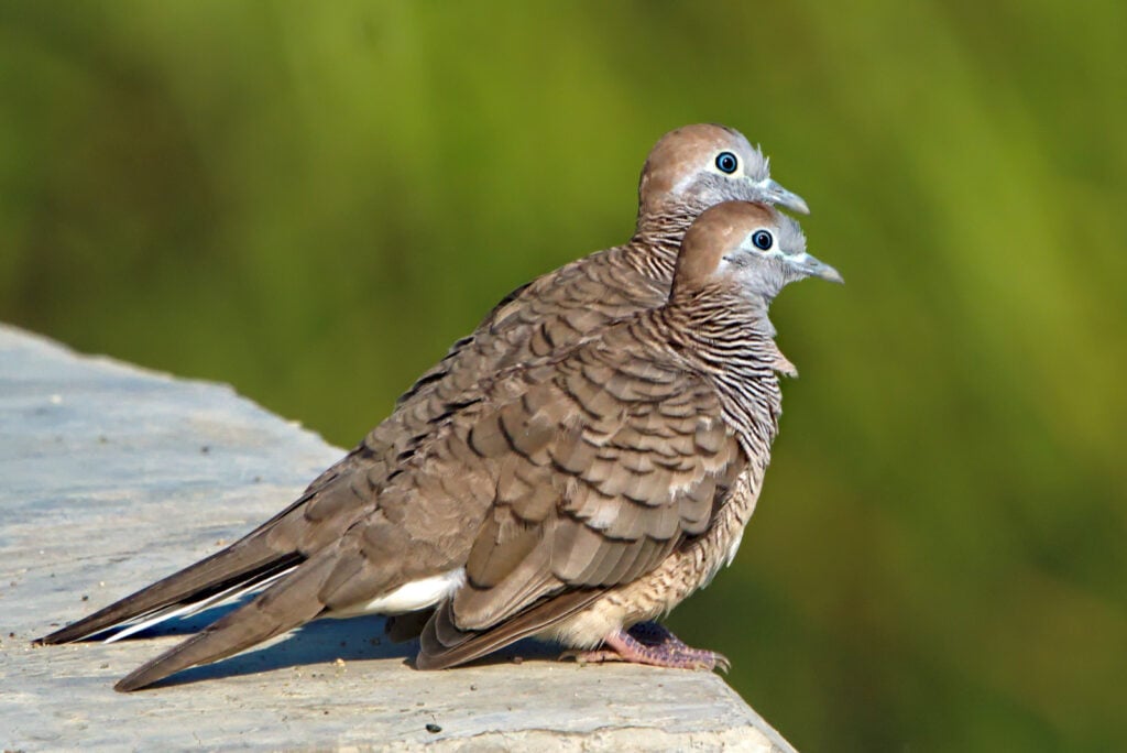 Brown Feather Meaning and Symbolism - Color Meanings