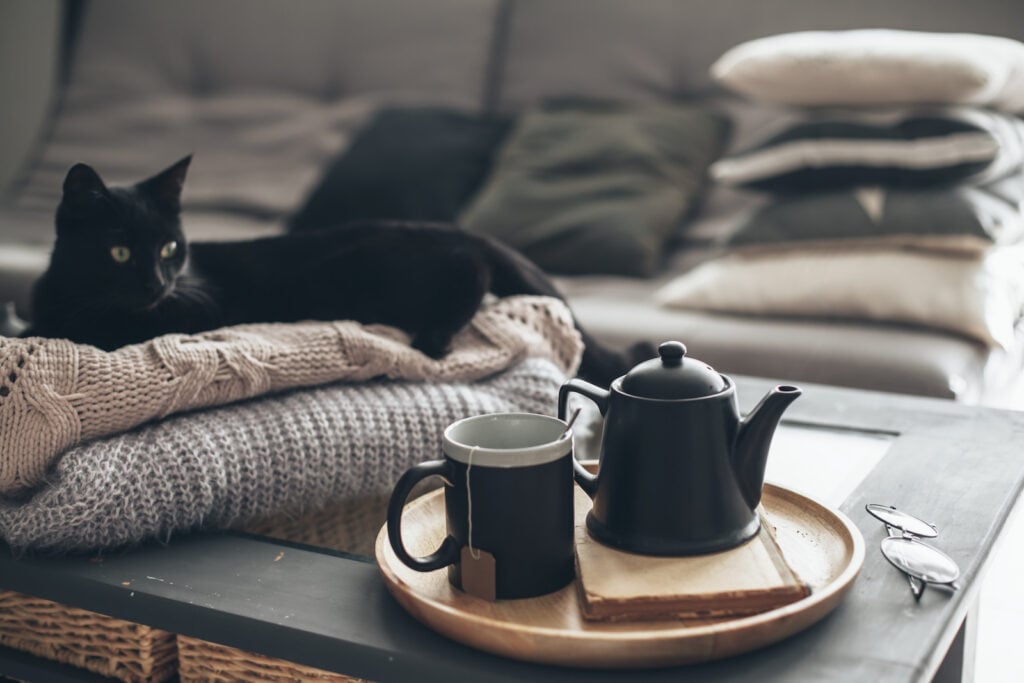 Black cat laying on table