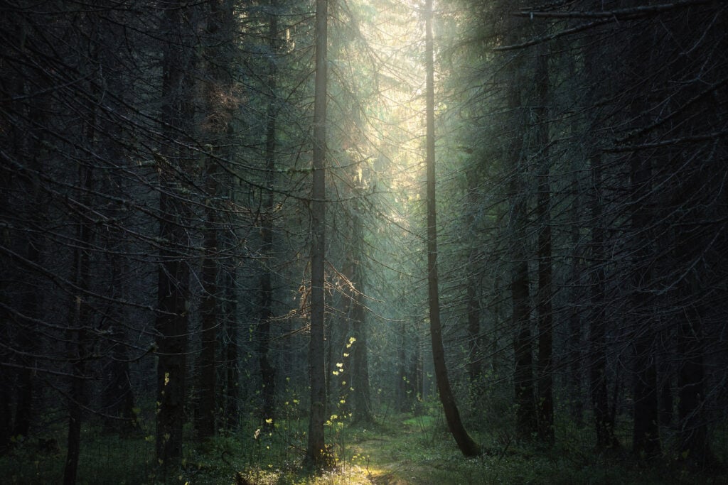 Light and dark forest