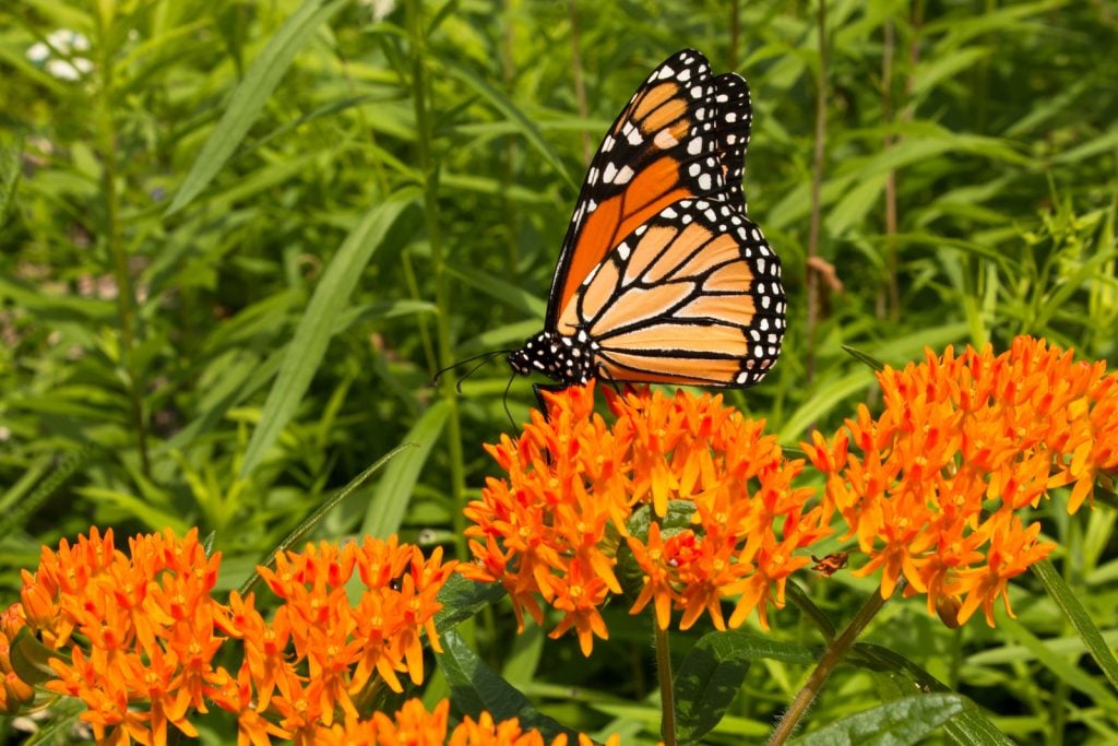 A beautiful monarch butterfly feeds on bright orange flowers against a green backdrop