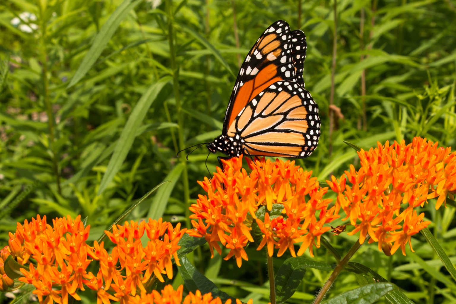 what-does-the-color-orange-mean-in-a-dream-color-meanings