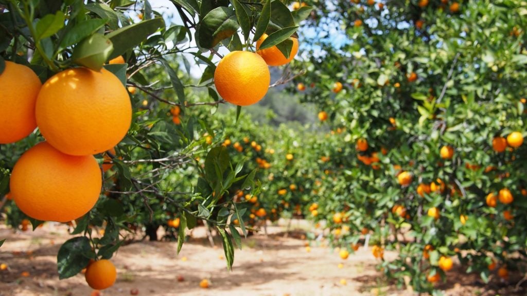 Orange trees with ripe fruits in summer