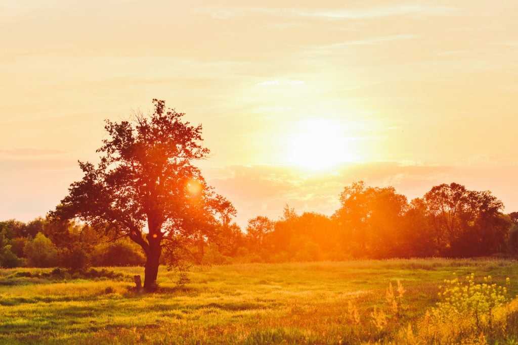 A pastoral scene with an orange sunset over a clearing