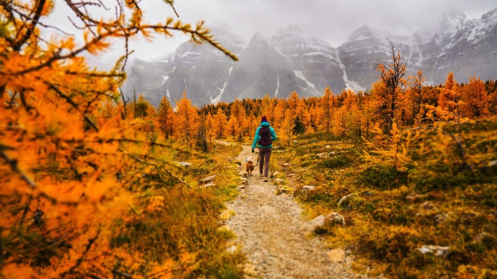 A woman and dog walk on a path through beautiful orange autumn leaves