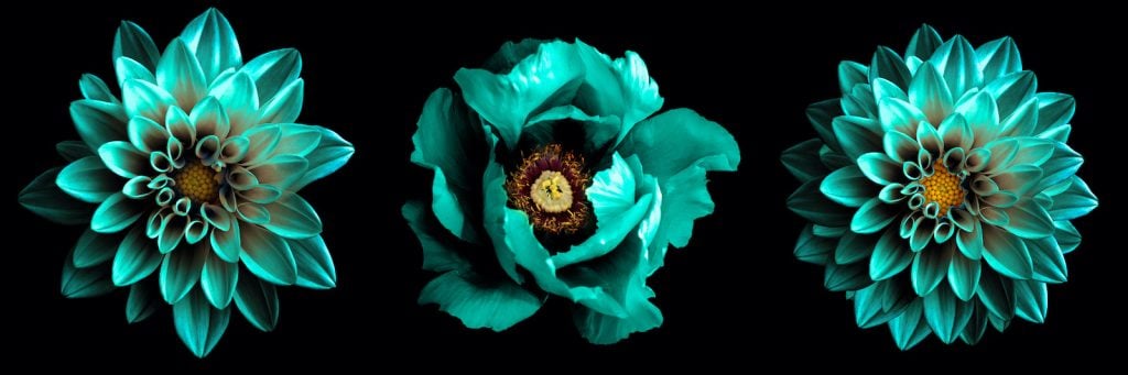 Three brilliant turquoise flowers in a row on a black background