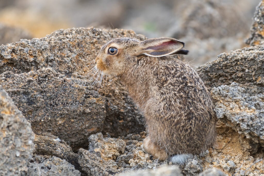 A European hare camouflages against a rocky outcrop