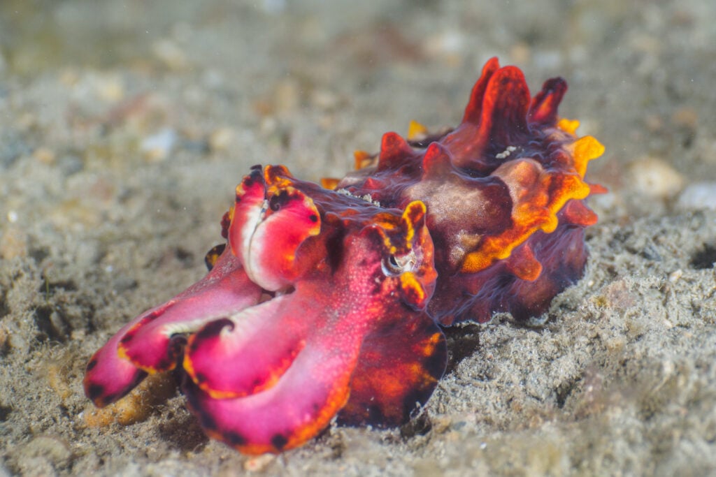 A close-up image of a flamboyant cuttlefish sitting on the ocean floor