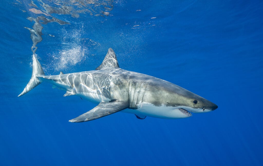 A Great White shark swims underwater near Guadalupe Island in Mexico