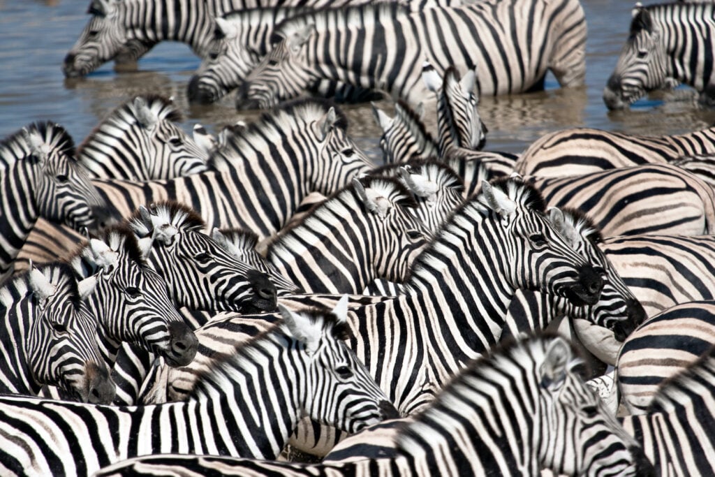 A tight-knit herd of zebras visits a watering hole