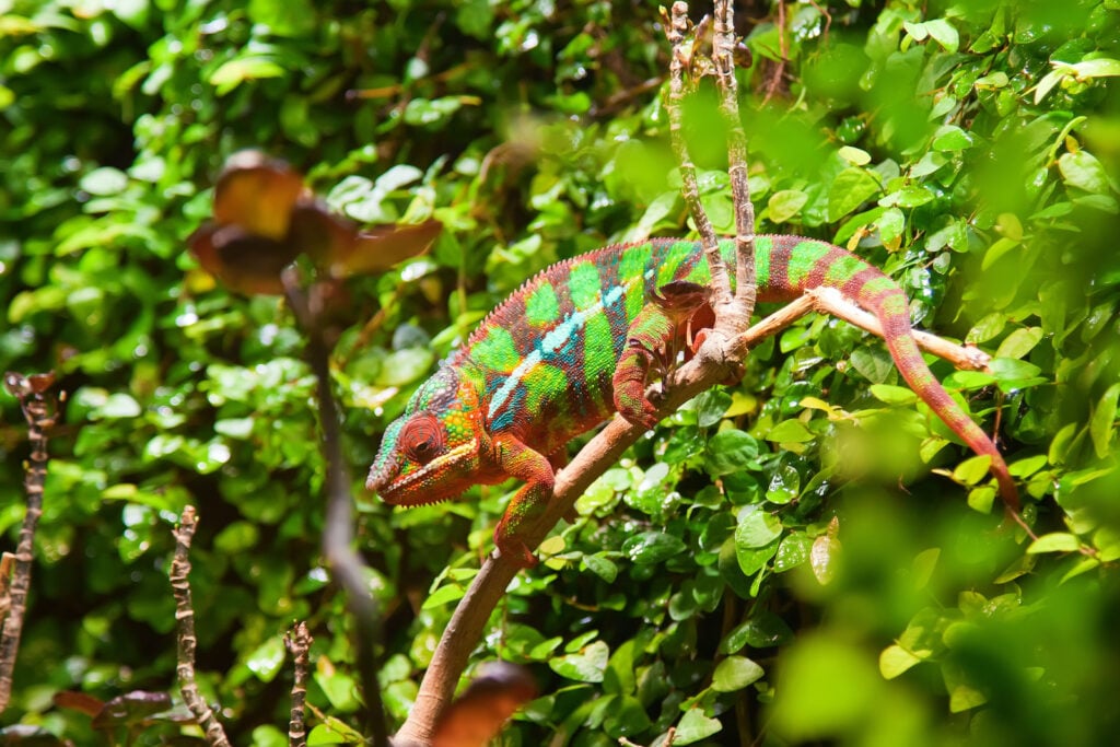 A colorful panther chameleon perches on a branch around green foliage