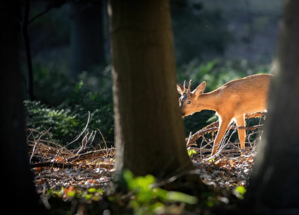 A roe deer walks through a sunlit forest