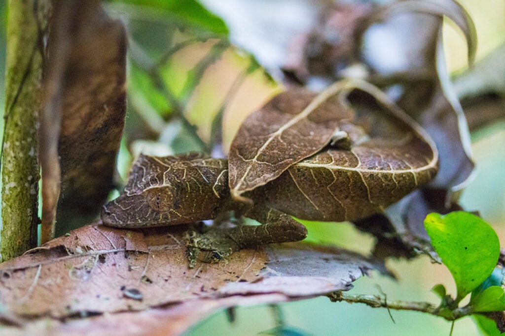 A Satanic leaf-tailed gecko blends in in a forest in Madagascar