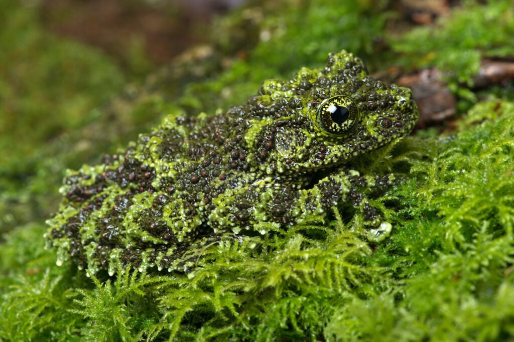 A green Vietnamese mossy frog blends into a bed of moss