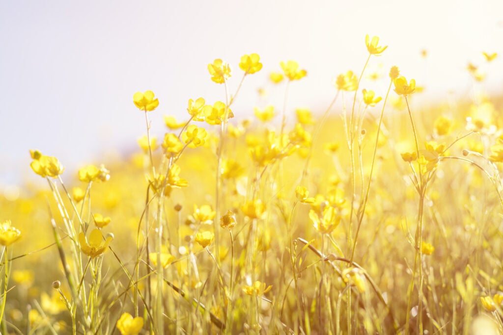 A field of bright yellow flowers under the summer sun