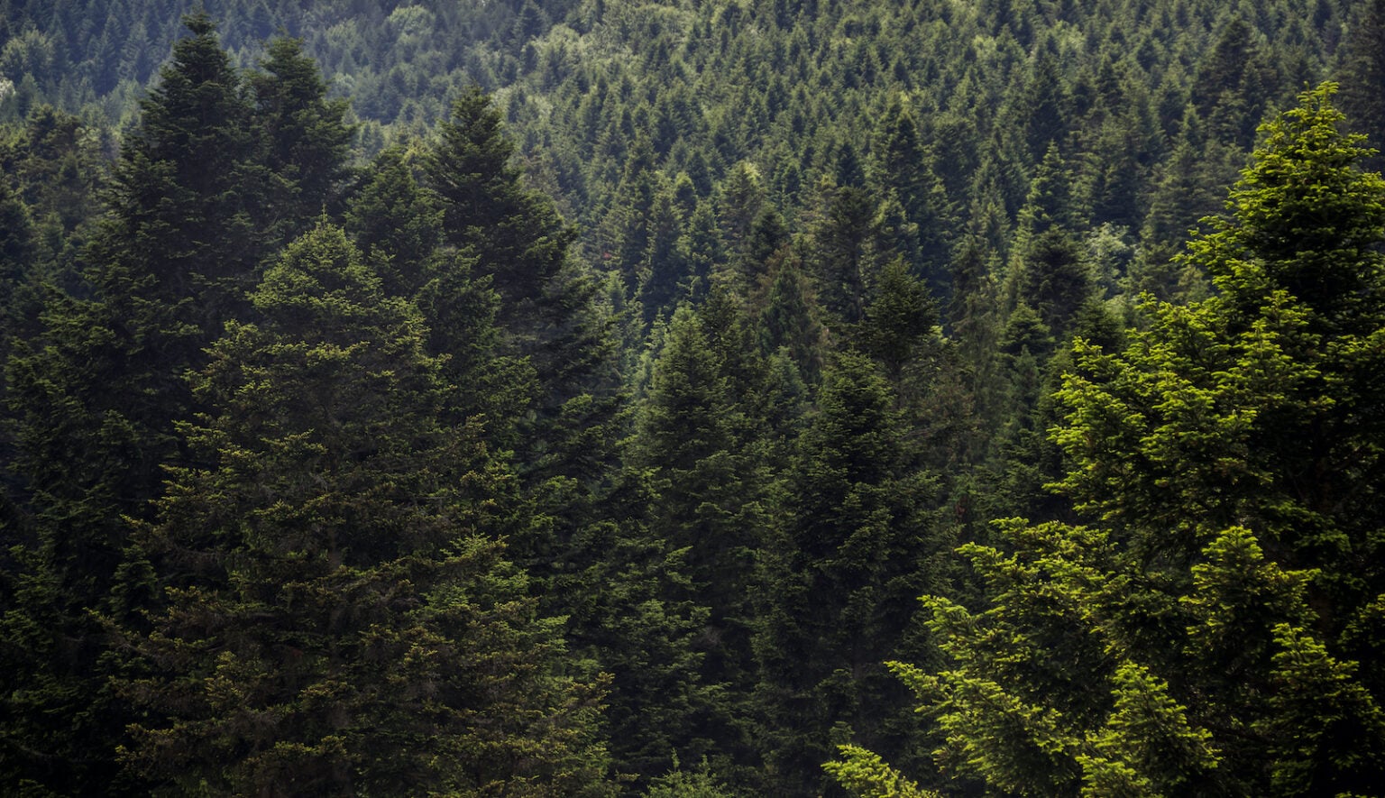Delving Into the Enchanting World of Winter Colors | Color Meanings