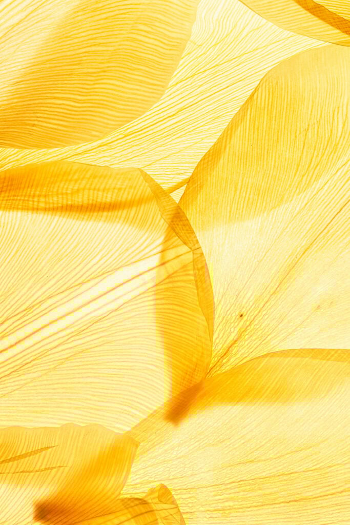 Close-up image of veins on yellow flower petals