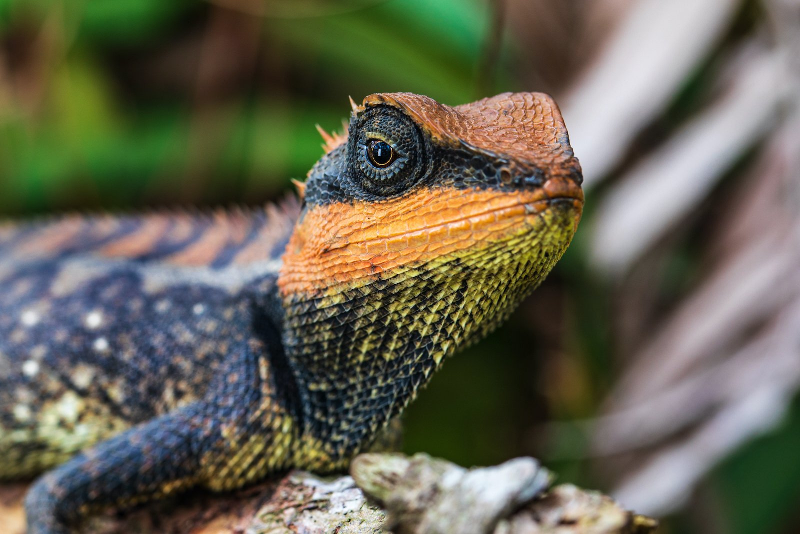 The Evolution of Color Vision in Humans and Animals Color Meanings