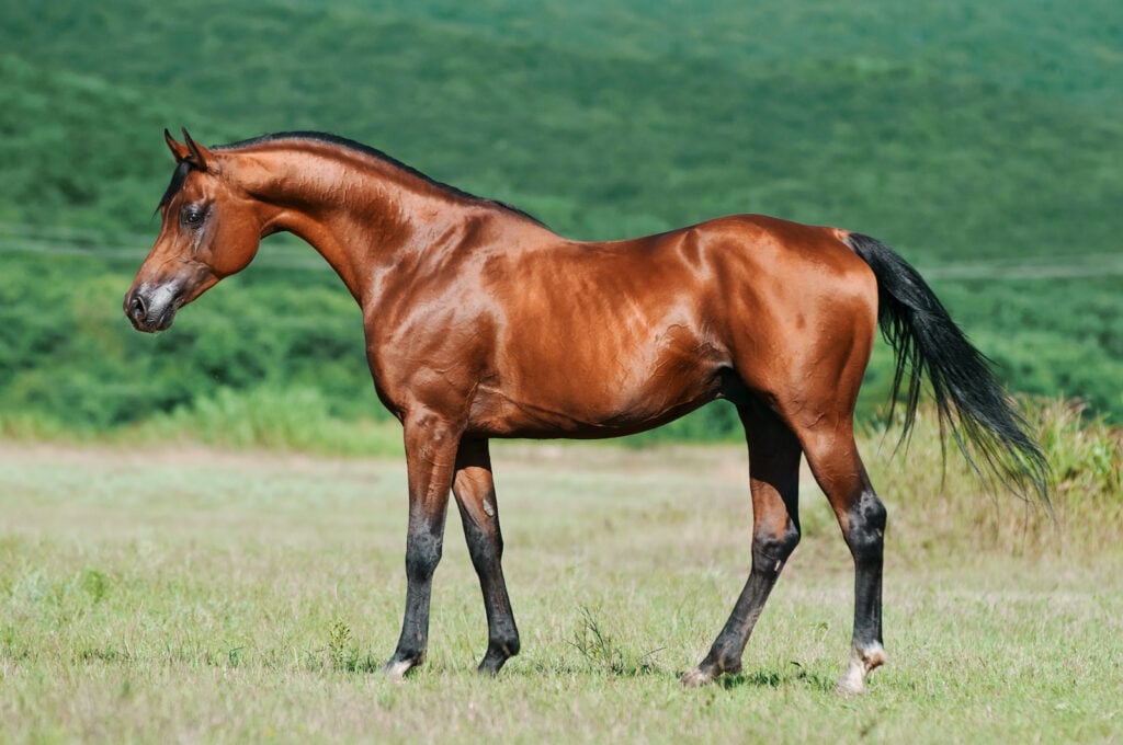 A bay Arabian horse stands in a field