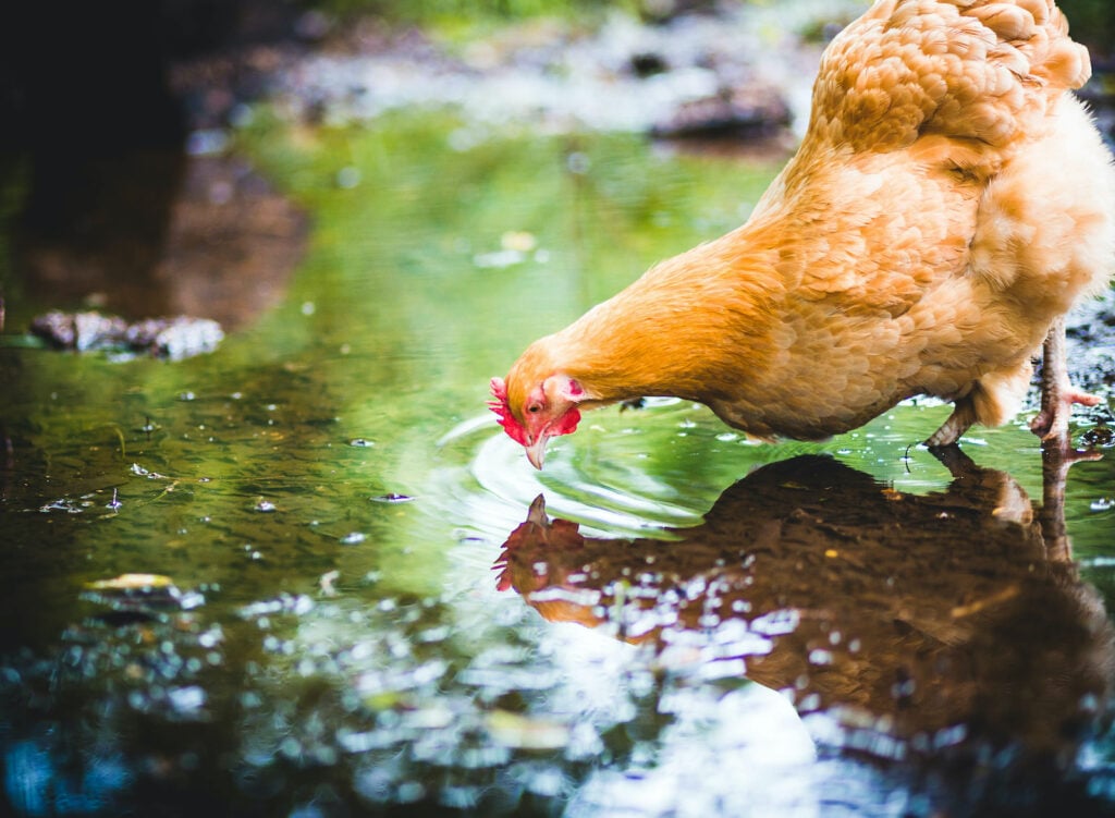 A buff orpington hen takes a close look at her reflection in a stream