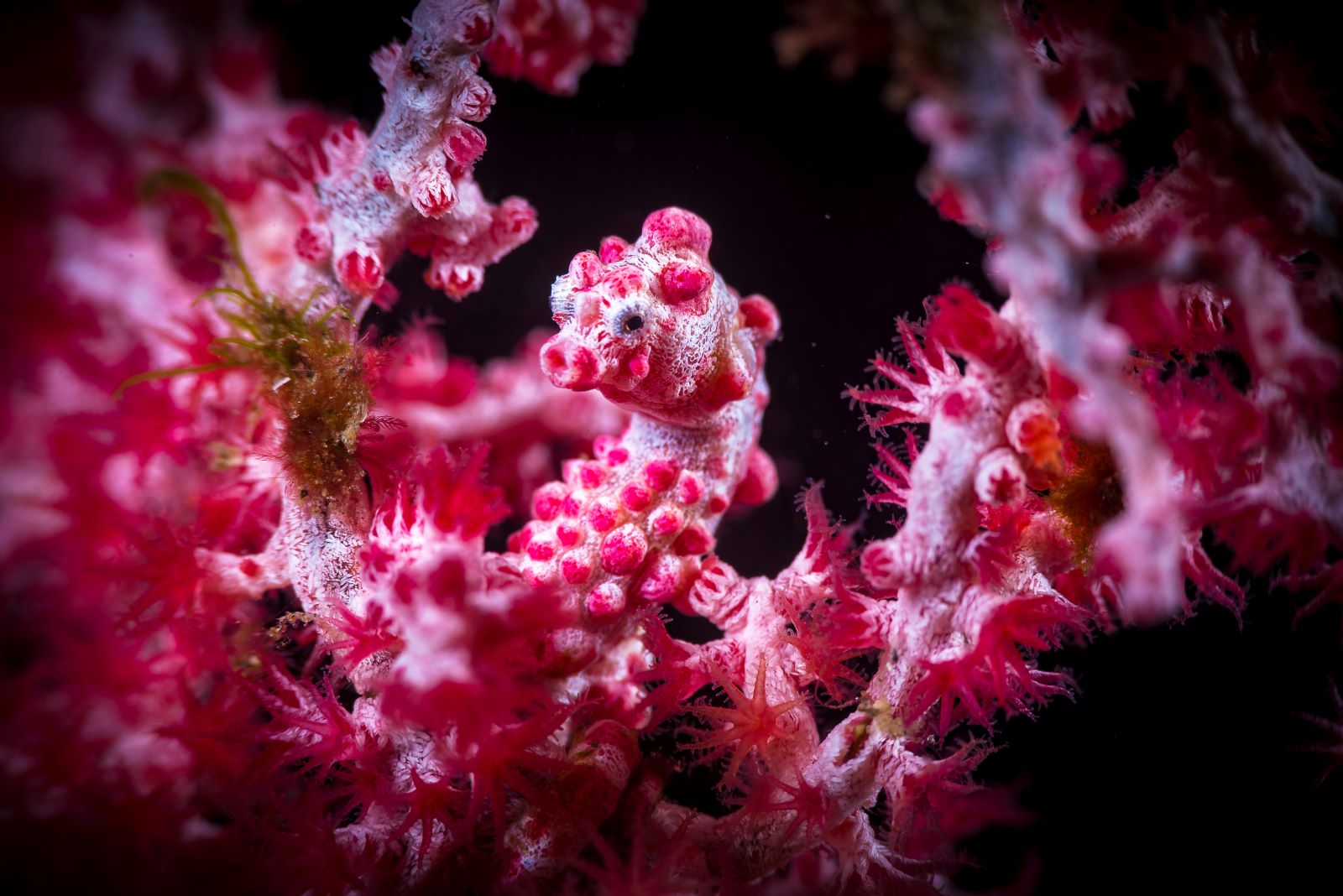 19 Impressive Animals That Can Naturally Change Colors | Color Meanings