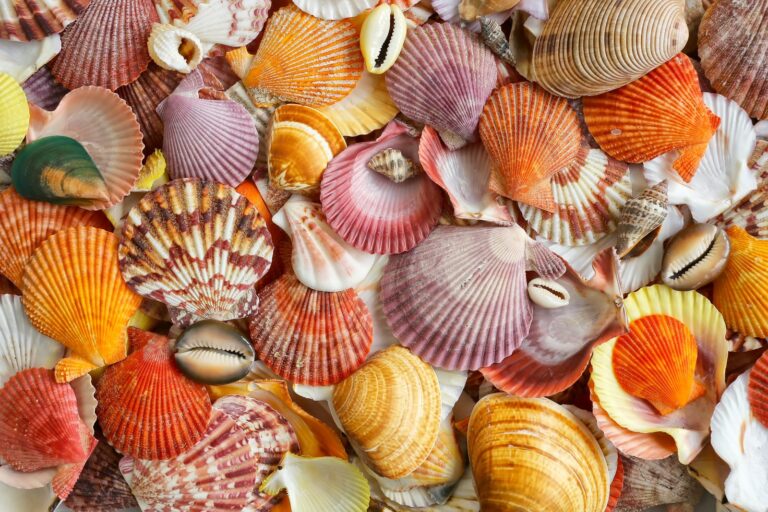 Red Color Beach Shell You Won’t Believe These Gorgeous Colors Were Found at the Beach | Color ...