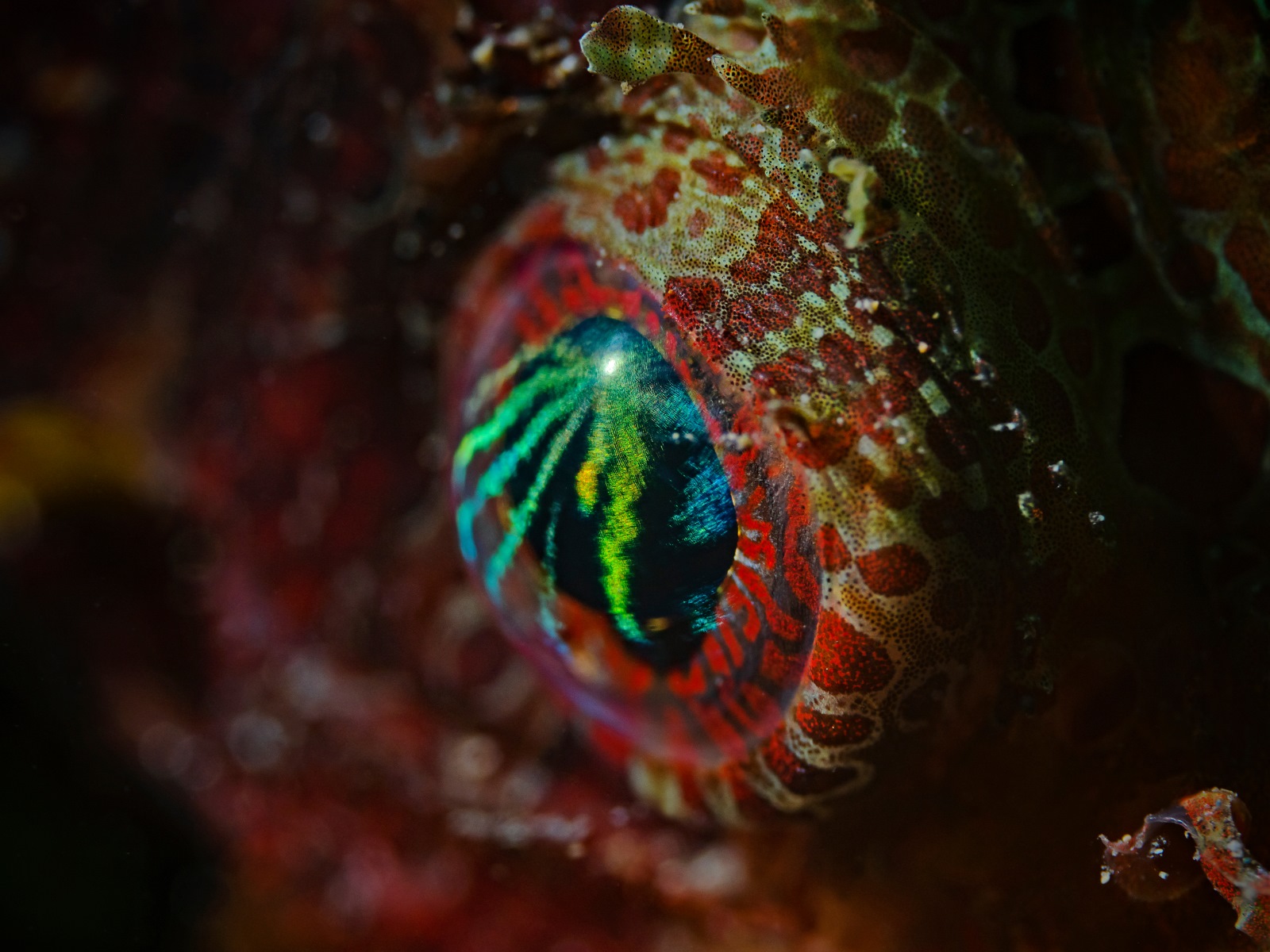 Eye Pattern Fish 15 Animals With Eye Colors So Bizarre and Beautiful They Seem Unreal ...