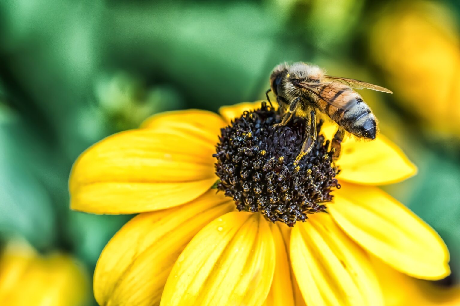 How Flowers Communicate Through Color: The Language of Pollination ...