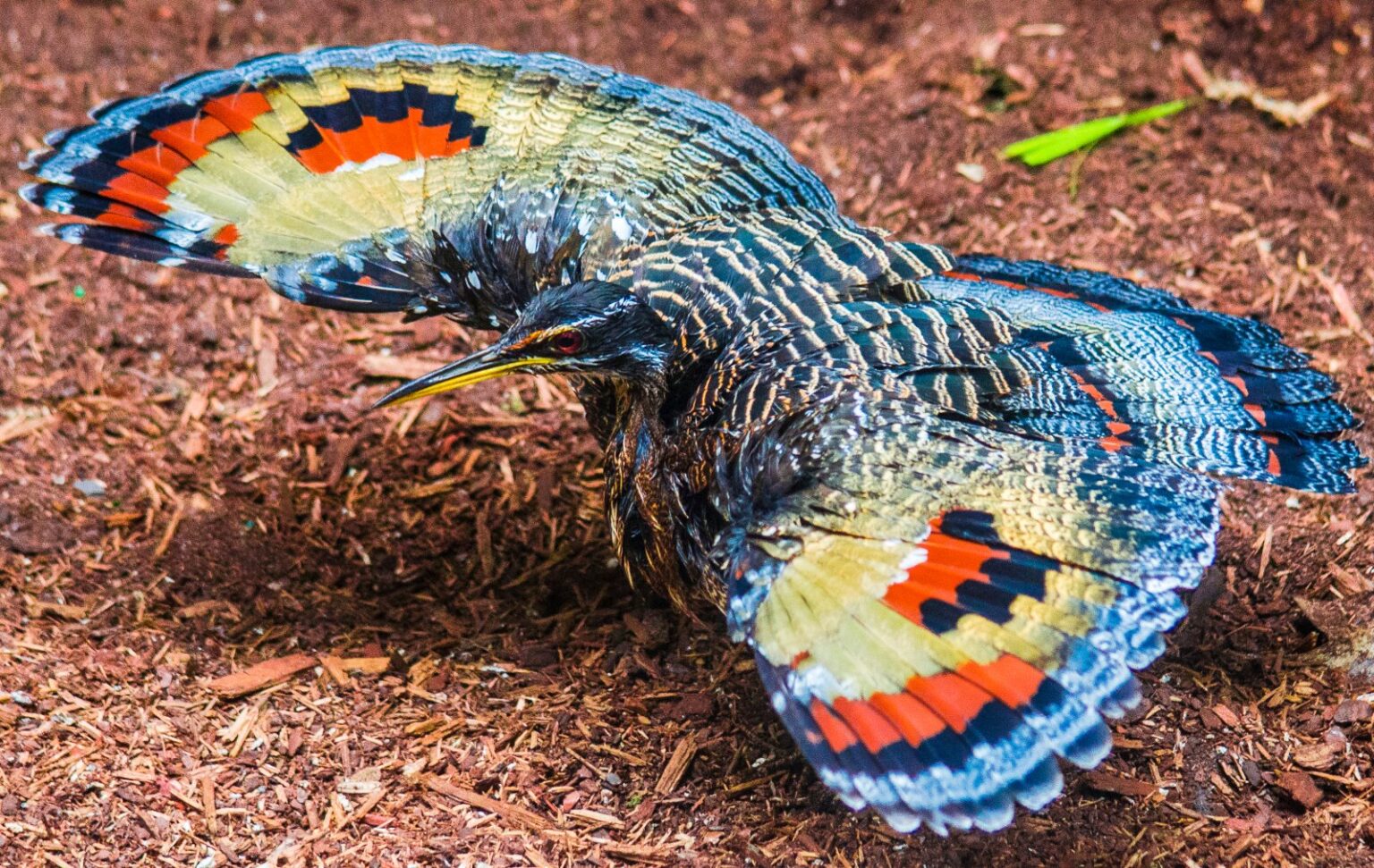 10 Surprising Reasons Birds Have So Many Vibrant Colors Color Meanings