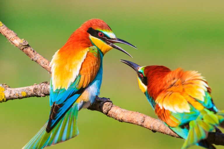 10 Surprising Reasons Birds Have So Many Vibrant Colors | Color Meanings