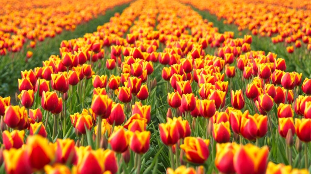 red and yellow tulips in green field