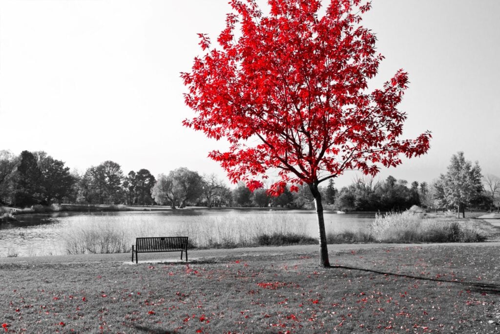 red tree in black and white park