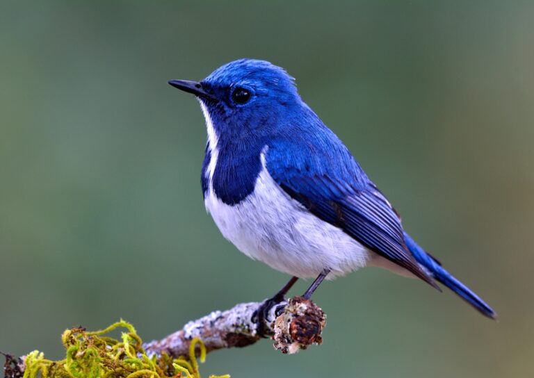 10 Surprising Reasons Birds Have So Many Vibrant Colors | Color Meanings
