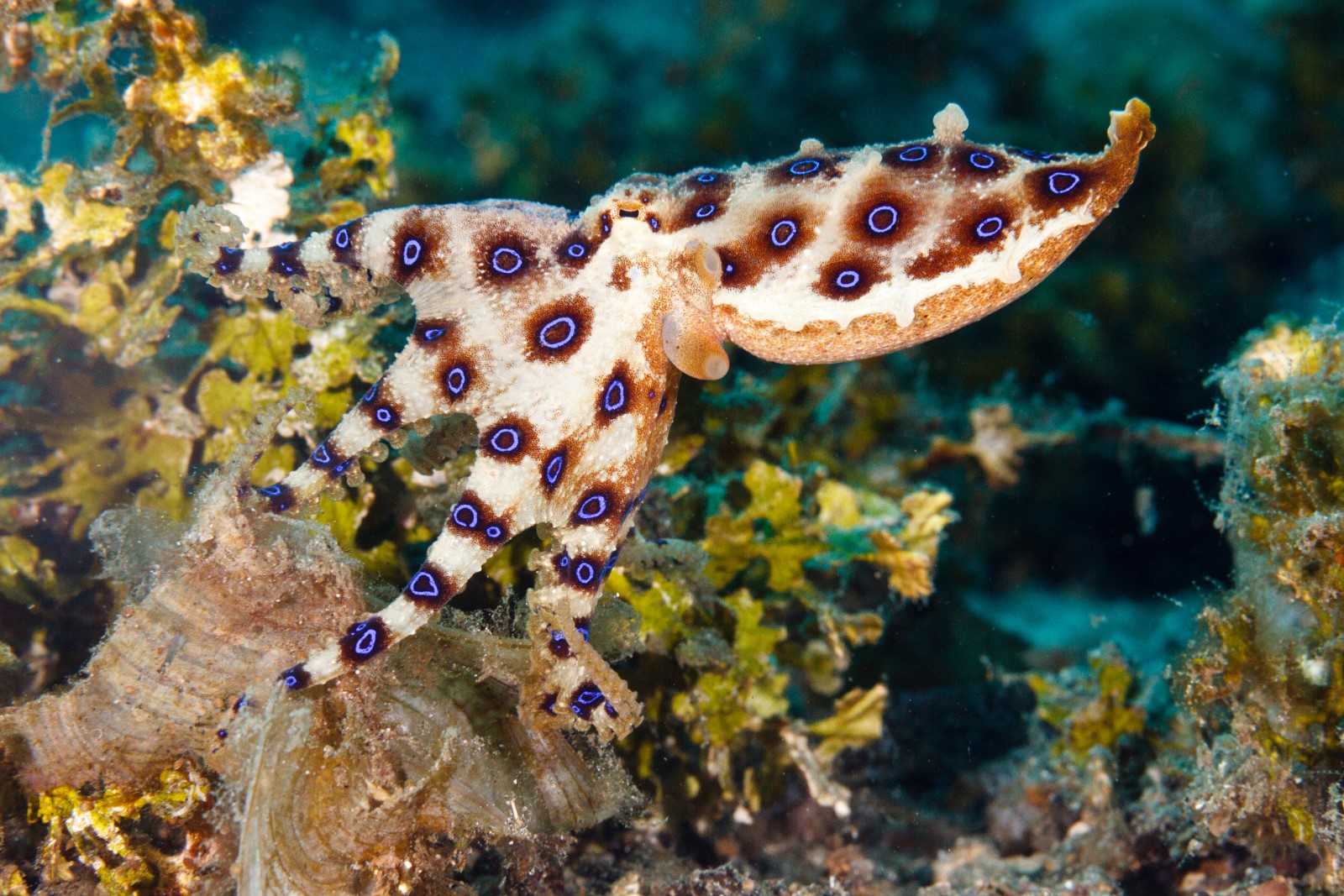 How These 10 Dazzling but Dangerous Animals Use Colors for Protection ...